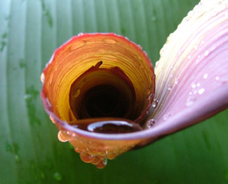 banana pod reaches to sky before opening