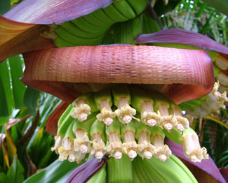growing banana ends as faces underneath the unfurling petal